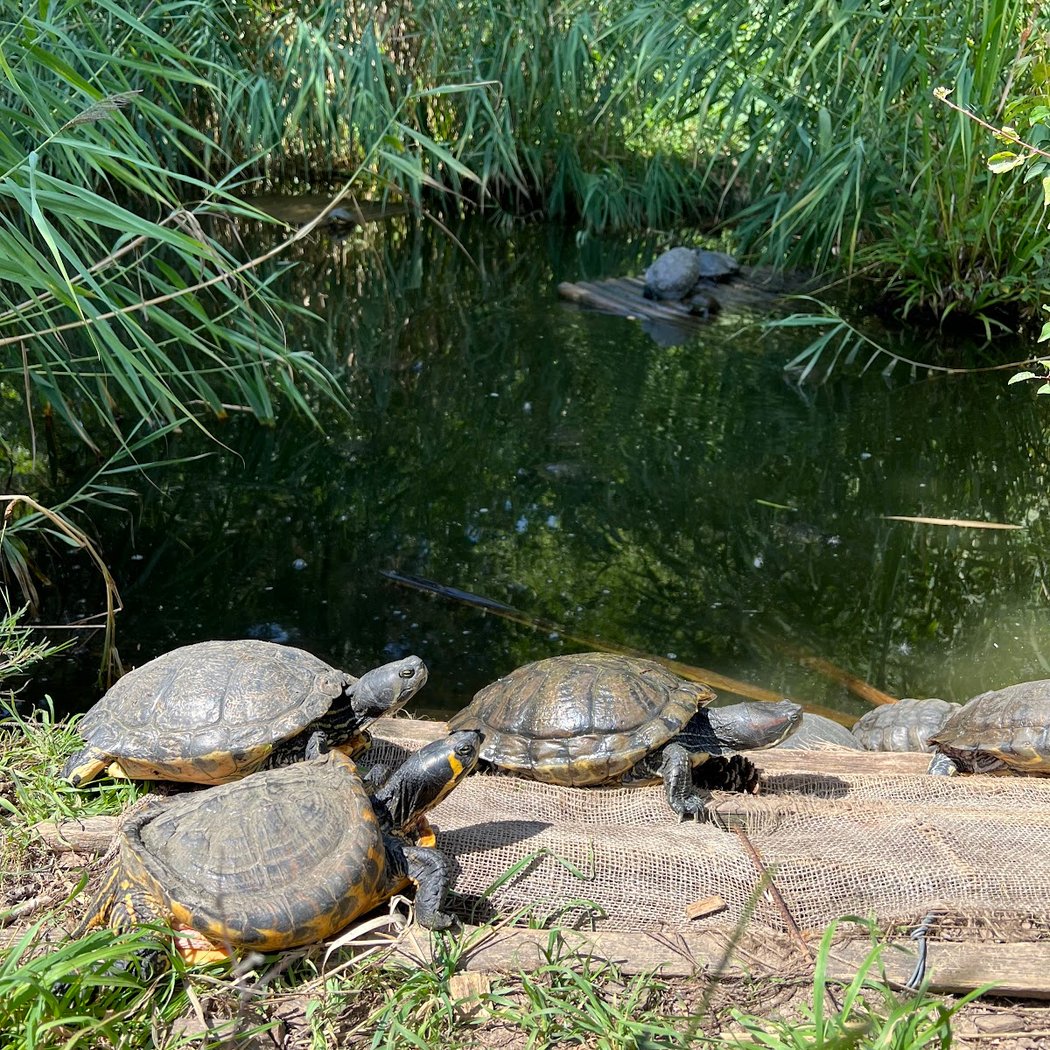Mare aux Tortues du Parc des Chanteraines 1